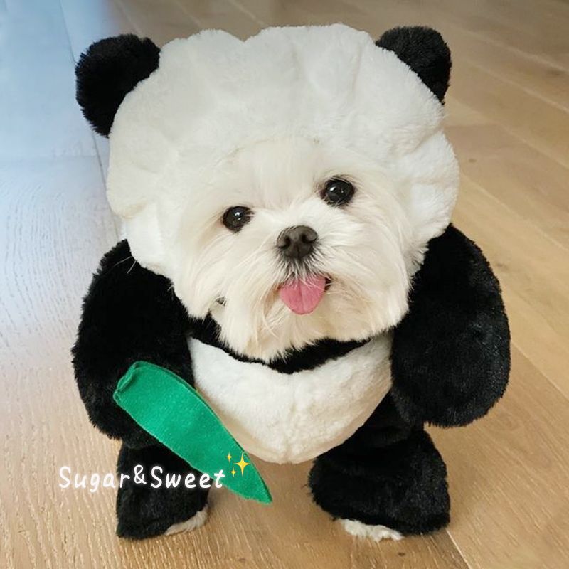Rabbit Costume with Carrot Leash – Funny Halloween Outfit for Cats & Dogs