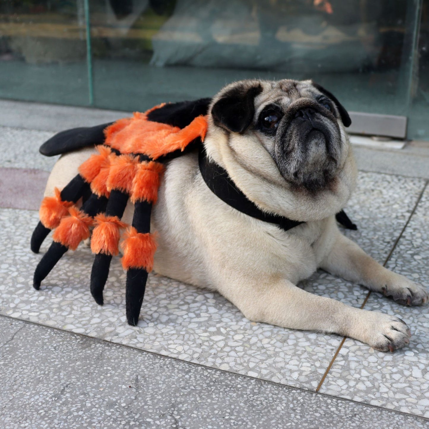 Halloween Pet Spider Costume – Funny Dog & Cat Clothes